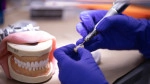 lab